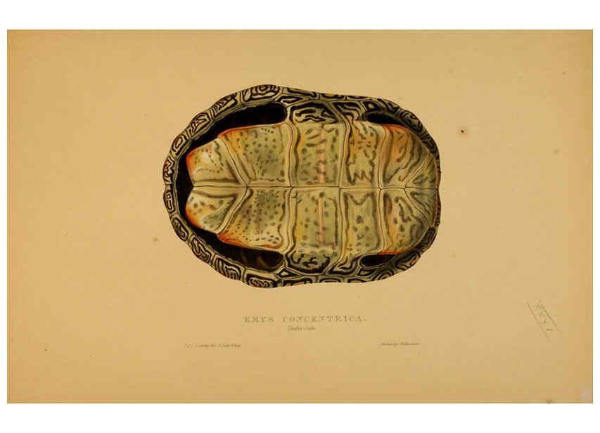Reproducción/Reproduction 5978345486: Tortoises, terrapins, and turtles London, Paris, and Frankfort :H. Sotheran, J. Baer & co.,1872