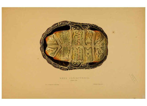 Reproducción/Reproduction 5978345486: Tortoises, terrapins, and turtles London, Paris, and Frankfort :H. Sotheran, J. Baer & co.,1872