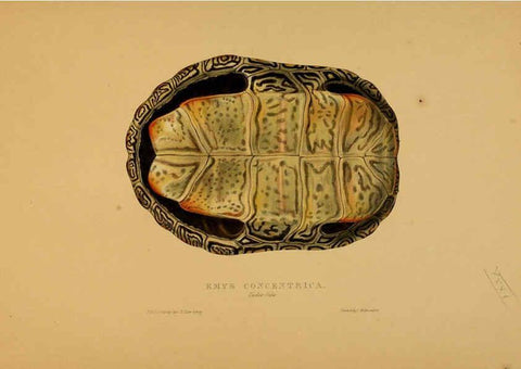 Reproducción/Reproduction 5978345486: Tortoises, terrapins, and turtles London, Paris, and Frankfort :H. Sotheran, J. Baer & co.,1872