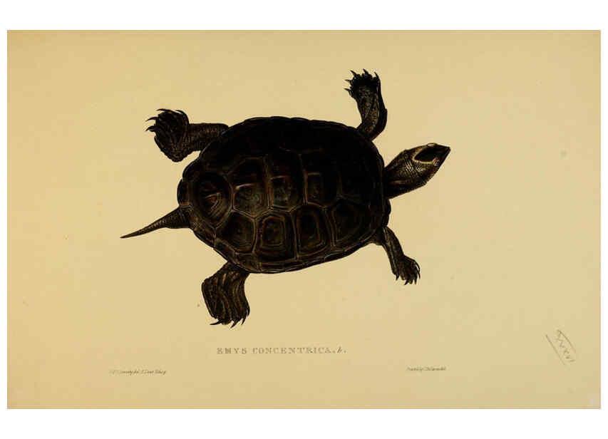 Reproducción/Reproduction 5977785807: Tortoises, terrapins, and turtles London, Paris, and Frankfort :H. Sotheran, J. Baer & co.,1872
