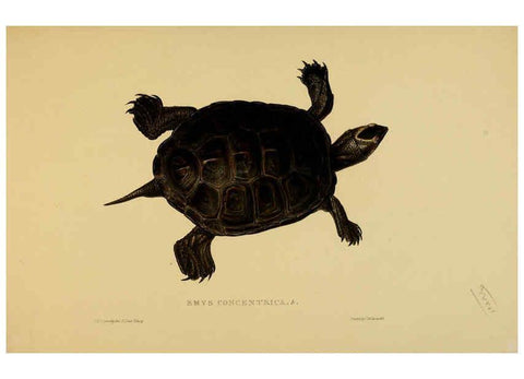 Reproducción/Reproduction 5977785807: Tortoises, terrapins, and turtles London, Paris, and Frankfort :H. Sotheran, J. Baer & co.,1872