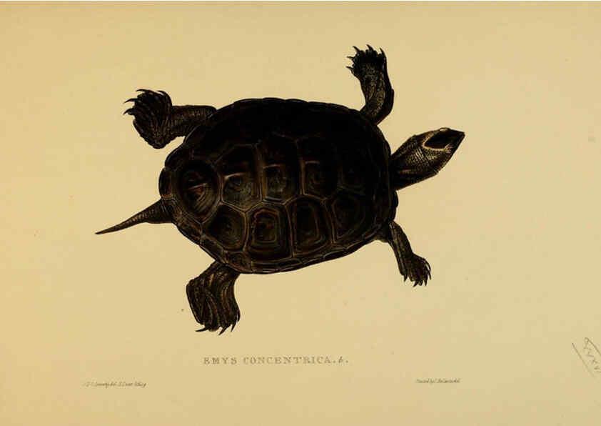 Reproducción/Reproduction 5977785807: Tortoises, terrapins, and turtles London, Paris, and Frankfort :H. Sotheran, J. Baer & co.,1872