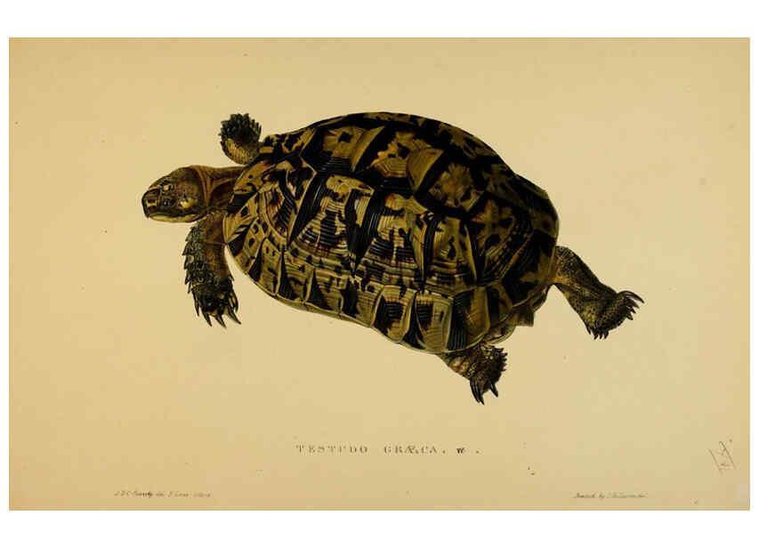 Reproducción/Reproduction 5978339256: Tortoises, terrapins, and turtles London, Paris, and Frankfort :H. Sotheran, J. Baer & co.,1872