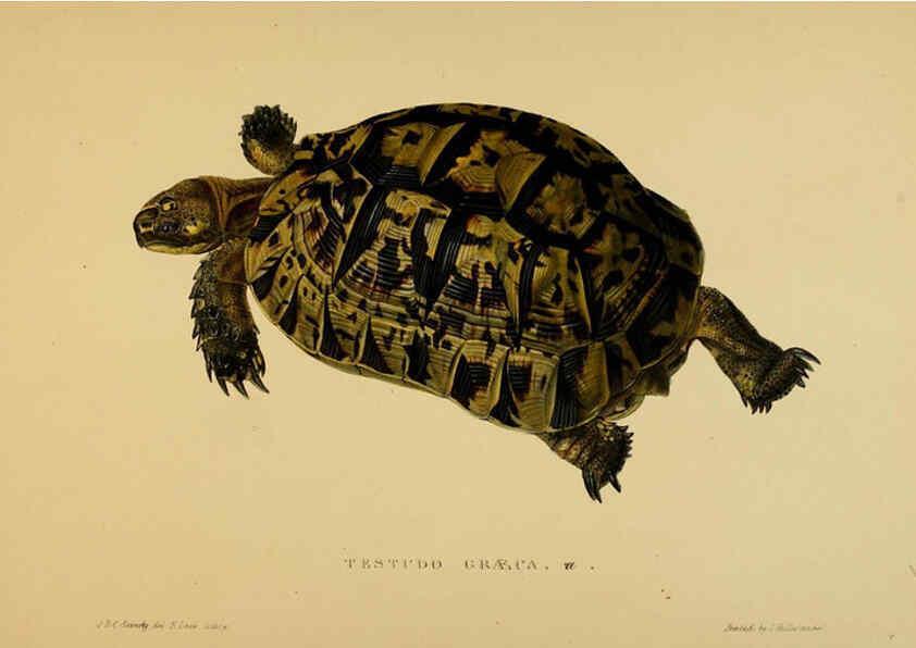 Reproducción/Reproduction 5978339256: Tortoises, terrapins, and turtles London, Paris, and Frankfort :H. Sotheran, J. Baer & co.,1872
