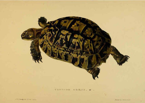 Reproducción/Reproduction 5978339256: Tortoises, terrapins, and turtles London, Paris, and Frankfort :H. Sotheran, J. Baer & co.,1872