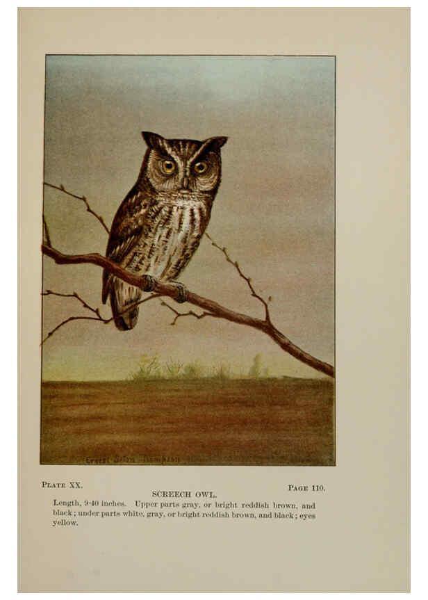 Reproducción/Reproduction 5978295188: Bird-life : a guide to the study of our common birds New York :Appleton,1900