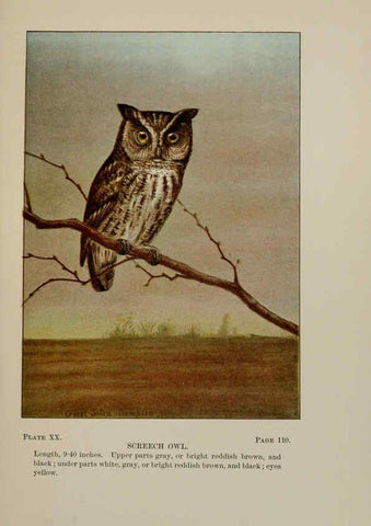 Reproducción/Reproduction 5978295188: Bird-life : a guide to the study of our common birds New York :Appleton,1900