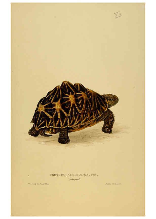 Reproducción/Reproduction 5977778413: Tortoises, terrapins, and turtles London, Paris, and Frankfort :H. Sotheran, J. Baer & co.,1872