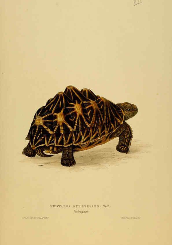 Reproducción/Reproduction 5977778413: Tortoises, terrapins, and turtles London, Paris, and Frankfort :H. Sotheran, J. Baer & co.,1872