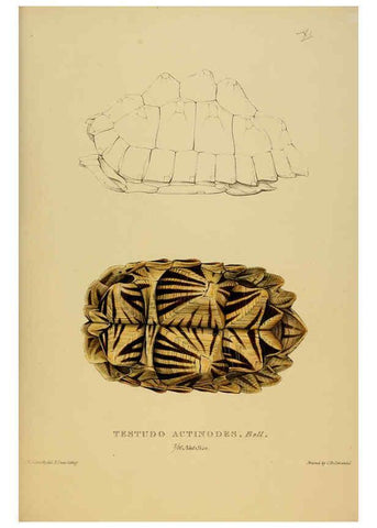 Reproducción/Reproduction 5978337258: Tortoises, terrapins, and turtles London, Paris, and Frankfort :H. Sotheran, J. Baer & co.,1872