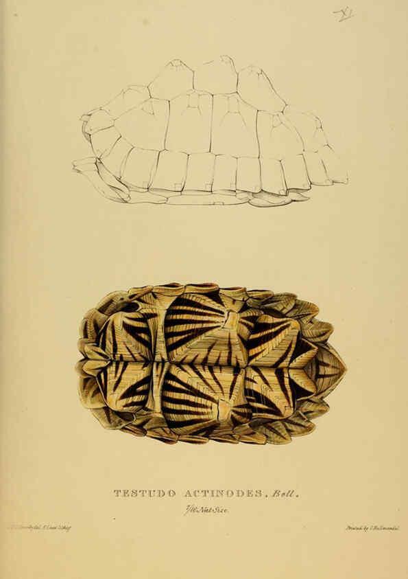 Reproducción/Reproduction 5978337258: Tortoises, terrapins, and turtles London, Paris, and Frankfort :H. Sotheran, J. Baer & co.,1872