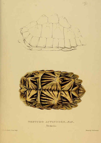 Reproducción/Reproduction 5978337258: Tortoises, terrapins, and turtles London, Paris, and Frankfort :H. Sotheran, J. Baer & co.,1872