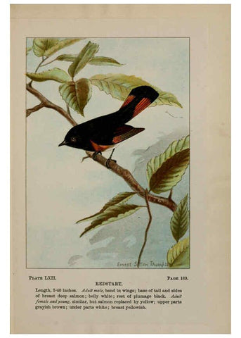 Reproducción/Reproduction 5978312656: Bird-life : a guide to the study of our common birds New York :Appleton,1900