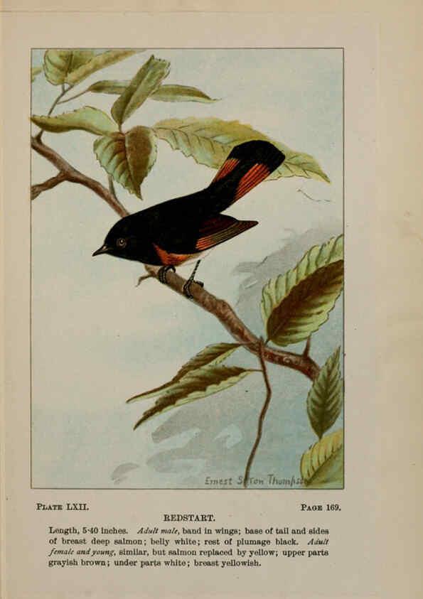 Reproducción/Reproduction 5978312656: Bird-life : a guide to the study of our common birds New York :Appleton,1900