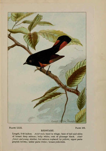 Reproducción/Reproduction 5978312656: Bird-life : a guide to the study of our common birds New York :Appleton,1900