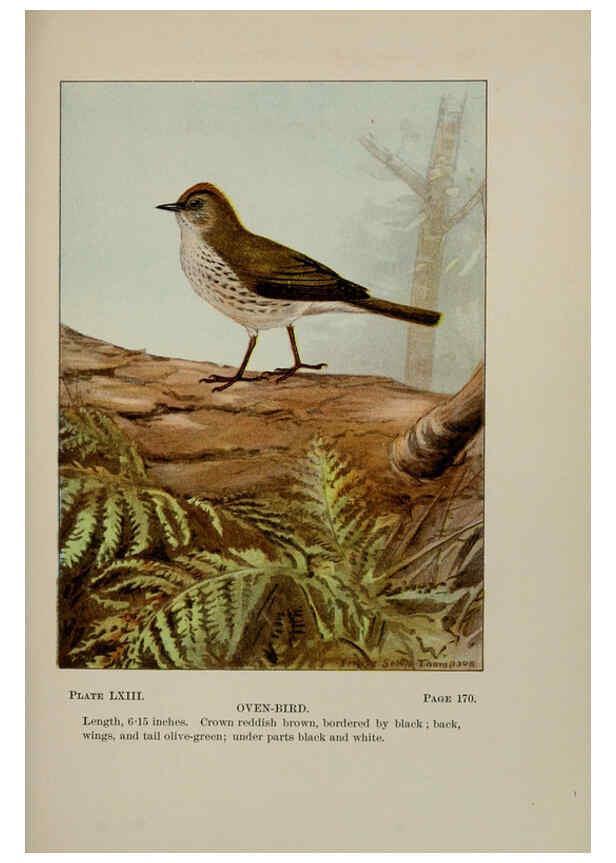 Reproducción/Reproduction 5978312940: Bird-life : a guide to the study of our common birds New York :Appleton,1900