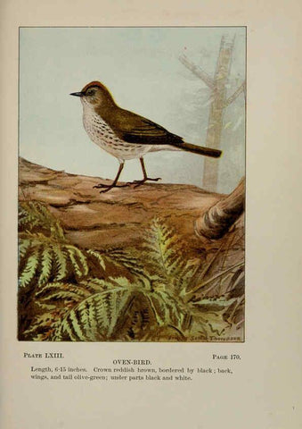 Reproducción/Reproduction 5978312940: Bird-life : a guide to the study of our common birds New York :Appleton,1900