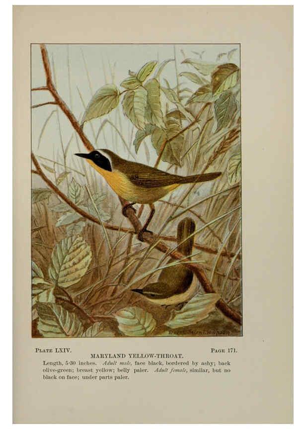 Reproducción/Reproduction 5978313210: Bird-life : a guide to the study of our common birds New York :Appleton,1900