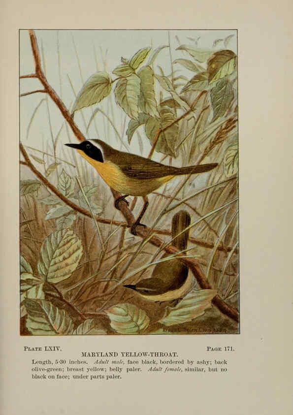 Reproducción/Reproduction 5978313210: Bird-life : a guide to the study of our common birds New York :Appleton,1900