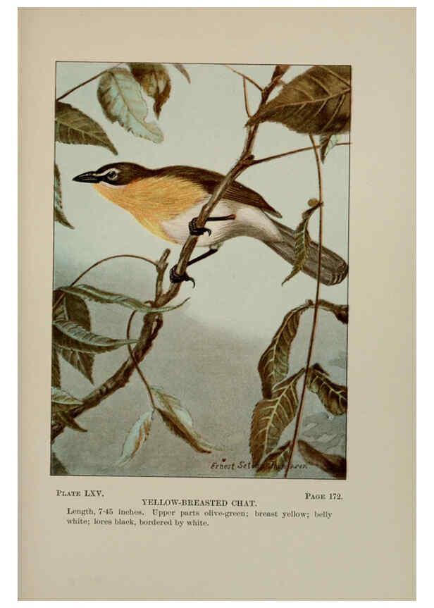 Reproducción/Reproduction 5977753649: Bird-life : a guide to the study of our common birds New York :Appleton,1900