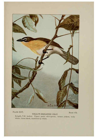 Reproducción/Reproduction 5977753649: Bird-life : a guide to the study of our common birds New York :Appleton,1900