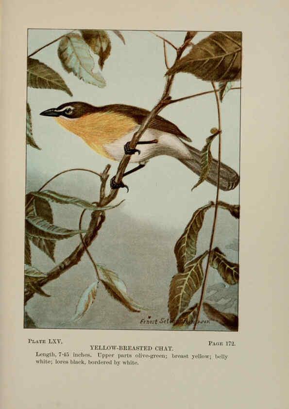 Reproducción/Reproduction 5977753649: Bird-life : a guide to the study of our common birds New York :Appleton,1900