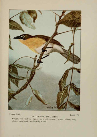 Reproducción/Reproduction 5977753649: Bird-life : a guide to the study of our common birds New York :Appleton,1900