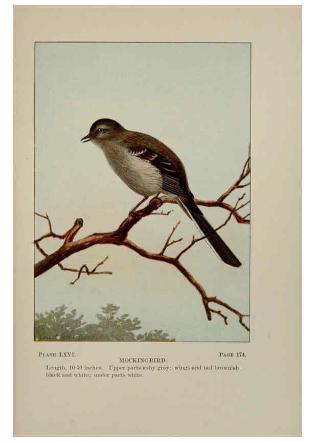 Reproducción/Reproduction 5978313970: Bird-life : a guide to the study of our common birds New York :Appleton,1900