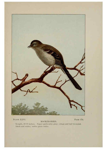 Reproducción/Reproduction 5978313970: Bird-life : a guide to the study of our common birds New York :Appleton,1900