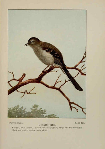 Reproducción/Reproduction 5978313970: Bird-life : a guide to the study of our common birds New York :Appleton,1900