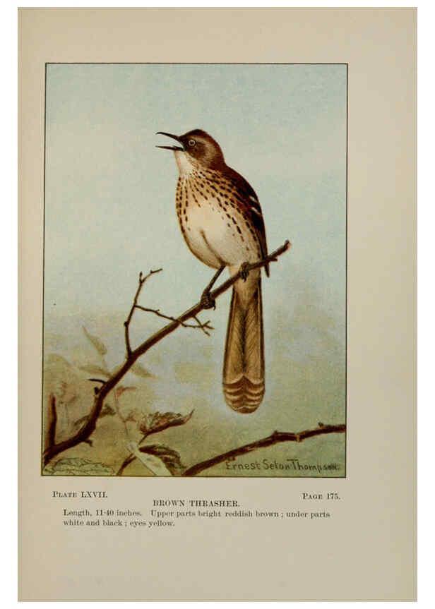 Reproducción/Reproduction 5977754401: Bird-life : a guide to the study of our common birds New York :Appleton,1900