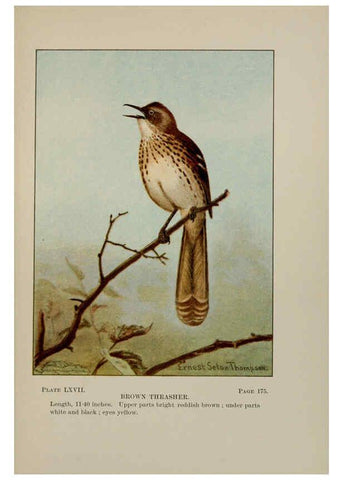Reproducción/Reproduction 5977754401: Bird-life : a guide to the study of our common birds New York :Appleton,1900