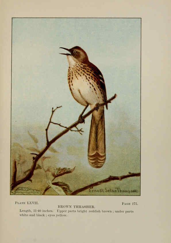 Reproducción/Reproduction 5977754401: Bird-life : a guide to the study of our common birds New York :Appleton,1900