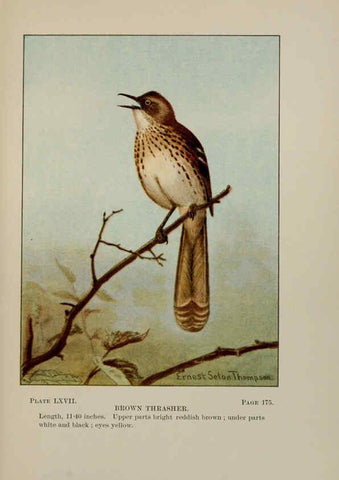 Reproducción/Reproduction 5977754401: Bird-life : a guide to the study of our common birds New York :Appleton,1900