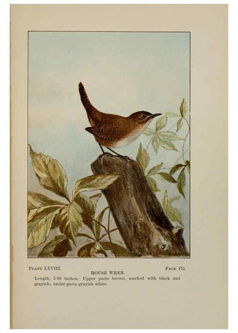 Reproducción/Reproduction 5978314826: Bird-life : a guide to the study of our common birds New York :Appleton,1900