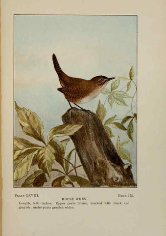 Reproducción/Reproduction 5978314826: Bird-life : a guide to the study of our common birds New York :Appleton,1900