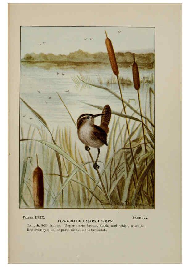 Reproducción/Reproduction 5978315192: Bird-life : a guide to the study of our common birds New York :Appleton,1900
