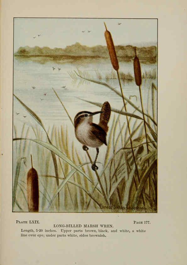 Reproducción/Reproduction 5978315192: Bird-life : a guide to the study of our common birds New York :Appleton,1900