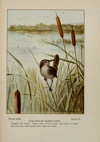Reproducción/Reproduction 5978315192: Bird-life : a guide to the study of our common birds New York :Appleton,1900