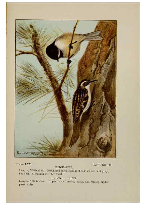 Reproducción/Reproduction 5977755515: Bird-life : a guide to the study of our common birds New York :Appleton,1900
