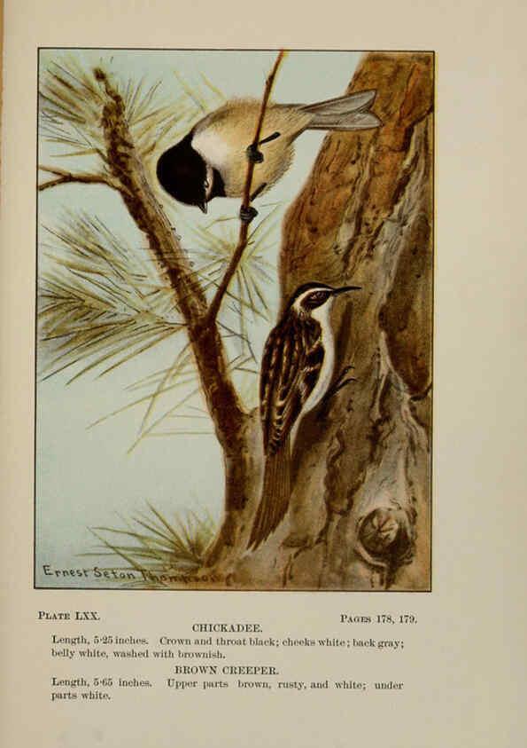 Reproducción/Reproduction 5977755515: Bird-life : a guide to the study of our common birds New York :Appleton,1900