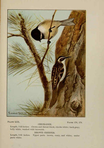 Reproducción/Reproduction 5977755515: Bird-life : a guide to the study of our common birds New York :Appleton,1900
