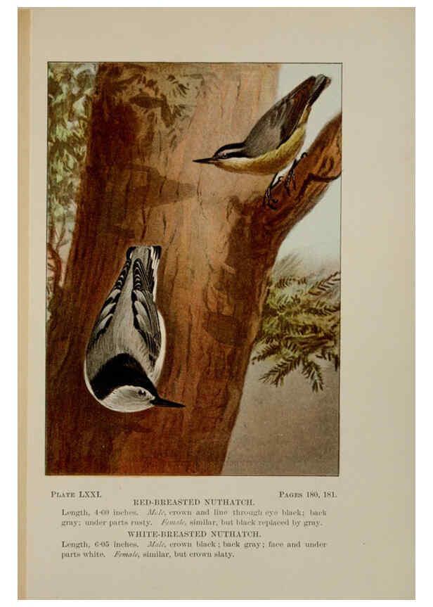 Reproducción/Reproduction 5977755737: Bird-life : a guide to the study of our common birds New York :Appleton,1900