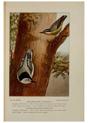 Reproducción/Reproduction 5977755737: Bird-life : a guide to the study of our common birds New York :Appleton,1900