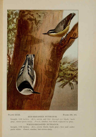 Reproducción/Reproduction 5977755737: Bird-life : a guide to the study of our common birds New York :Appleton,1900