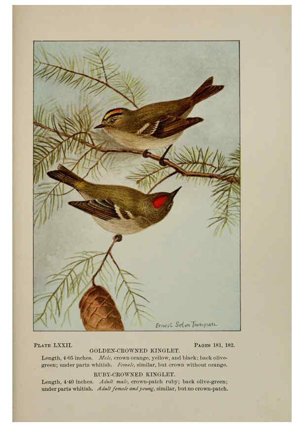 Reproducción/Reproduction 5977756023: Bird-life : a guide to the study of our common birds New York :Appleton,1900