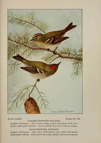 Reproducción/Reproduction 5977756023: Bird-life : a guide to the study of our common birds New York :Appleton,1900