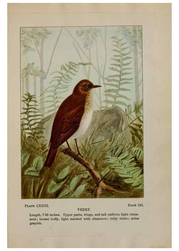 Reproducción/Reproduction 5978316322: Bird-life : a guide to the study of our common birds New York :Appleton,1900