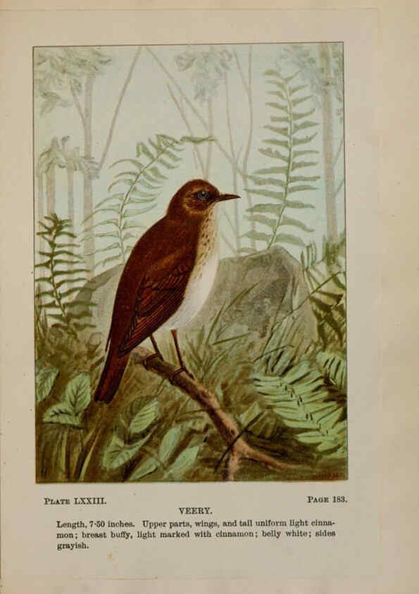 Reproducción/Reproduction 5978316322: Bird-life : a guide to the study of our common birds New York :Appleton,1900