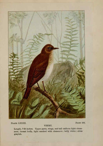 Reproducción/Reproduction 5978316322: Bird-life : a guide to the study of our common birds New York :Appleton,1900